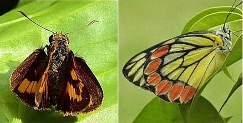 Oriental Dark Palm-Dart (L) and Common Jezebel. (Photo| EPS)
