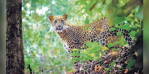 Leopard peers through the thick foliage: Photograph Courtesy | Joydeep Mondal