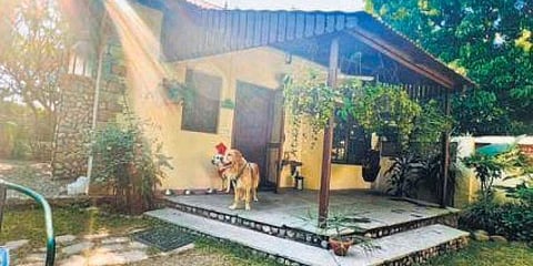 Excuse me, I need to speak to the Chief Happiness Officer: Pet-friendly staycations on the rise