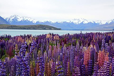 Heading to New Zealand for a much-needed vacay? Here are some photography tips for every season...