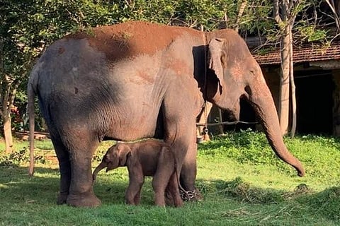 Lakshmi is a tamed elephant from the Rampura elephant camp in Bandipur Tiger Reserve