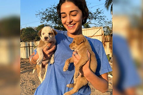 On the work front, Ananya Panday was last seen in the 2022 sports action film, Liger