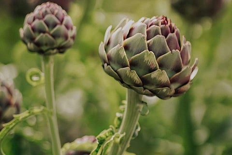 Image Credits: Pexels