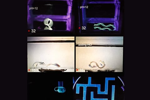 Plant-based tiny soft robots may conduct medical procedures in future