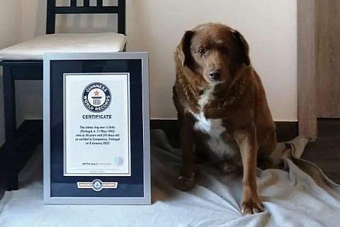 World’s oldest dog, Bobi, passes away aged 31 in Portugal [In frame: Bobi]