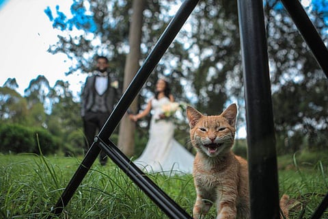 Our animal buddies, who are equally important family members, have been included in the concept of family in recent years| Image for representational purpose (Gift Habeshaw-Unsplash)