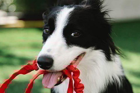 Photo Credits: Pexels