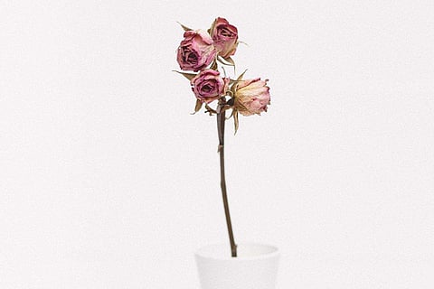 It is critical to feed your plant during the spring and summer growing seasons