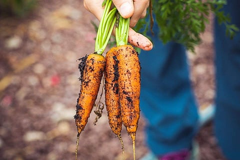 Carrots don't require much space but need deep containers