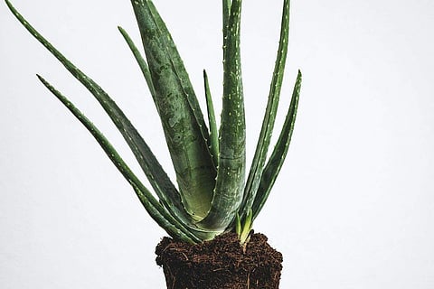 The gel of aloe vera is rich in beta-carotene and vitamins C and E