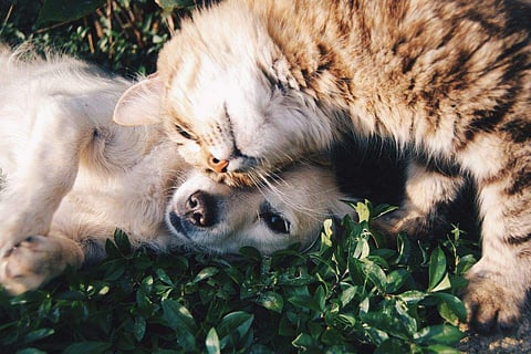 Allergies can affect our beloved pets, causing discomfort and affecting their quality of life
