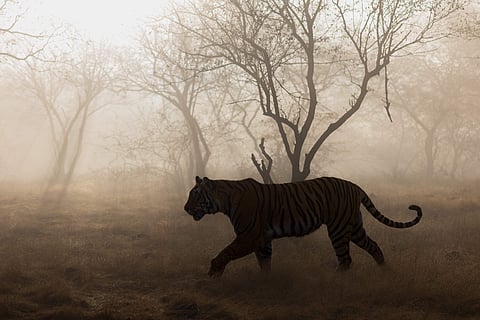 International Tiger Day: Wildlife photographer Apurv Isaac shares big love for big cats