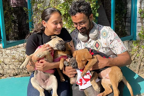Pawasana encourages  adoption of Indie puppies