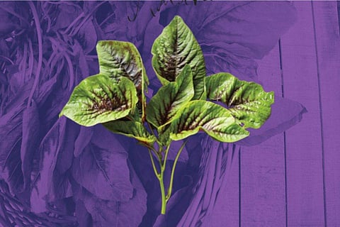 Amarnath leaves (Image for representational purpose only)