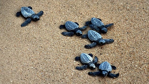 Olive ridley turtles
