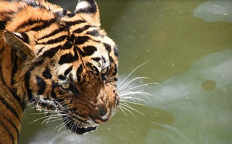 Striped in Love photography exhibition to begin on Feb 14