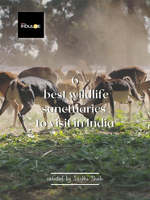 Six best wildlife sanctuaries  to visit in India
