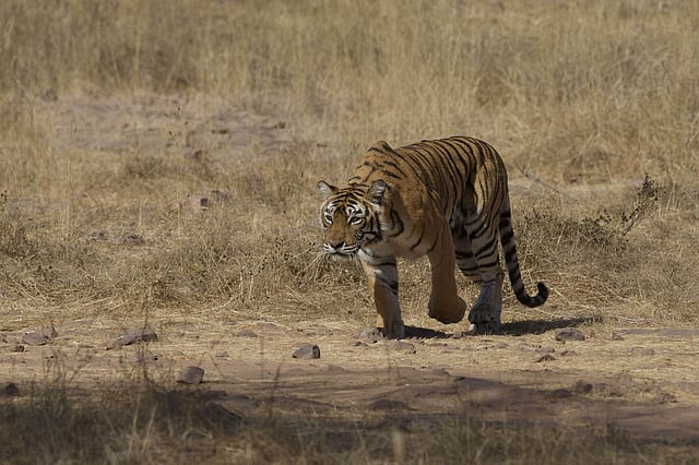 Pic: Dhritiman Mukherjee