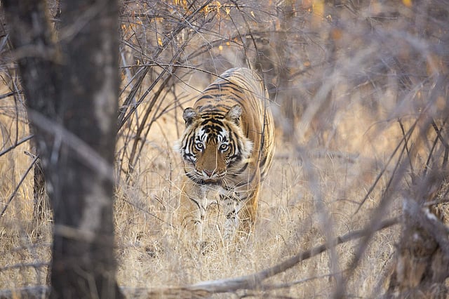 Pic: Sandesh Kadur