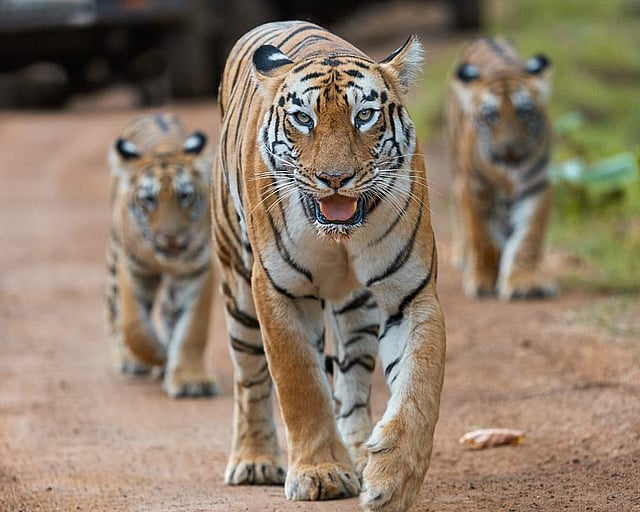 Pic: Sanjay Shrishrimal