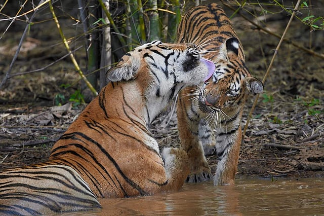 Pic: Sanjay Shrishrimal