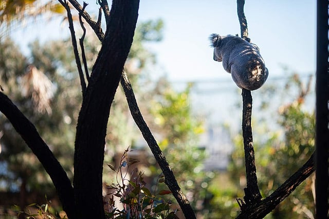 <em>Wildlife Retreat at Taronga</em>