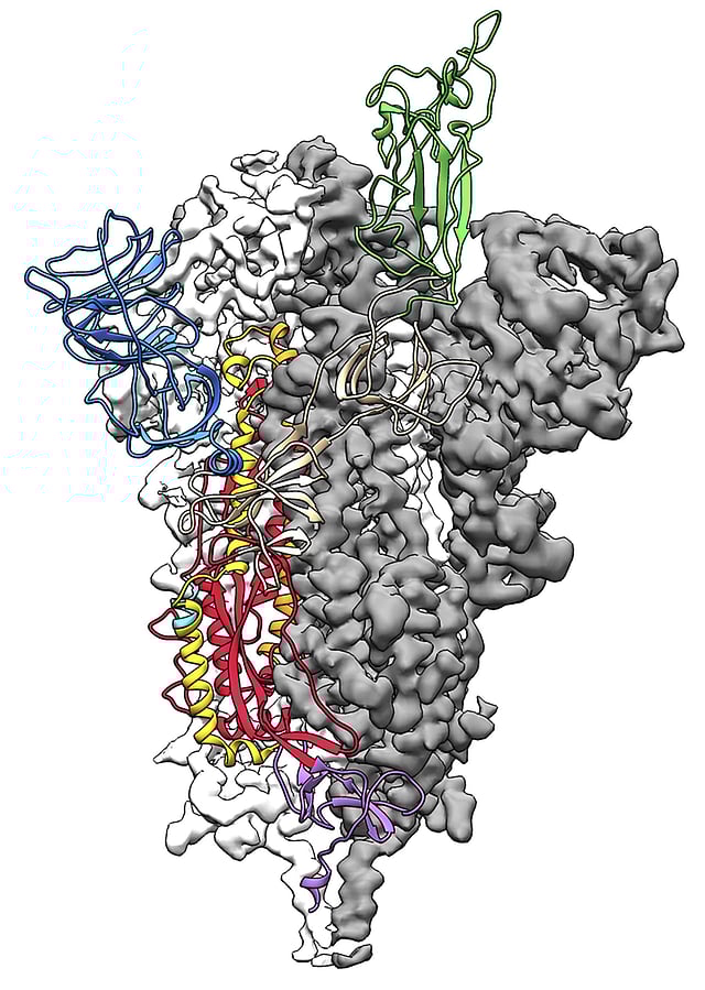 <em>A 3D atomic scale map of the 2019-nCoV spike protein (AFP/University of Texas at Austin)</em>