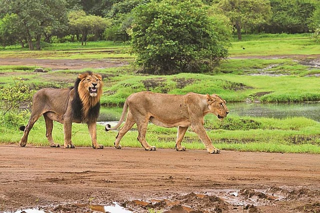 <em>Saving the Asiatic Lion on The Lion Kingdom, Animal Planet</em>