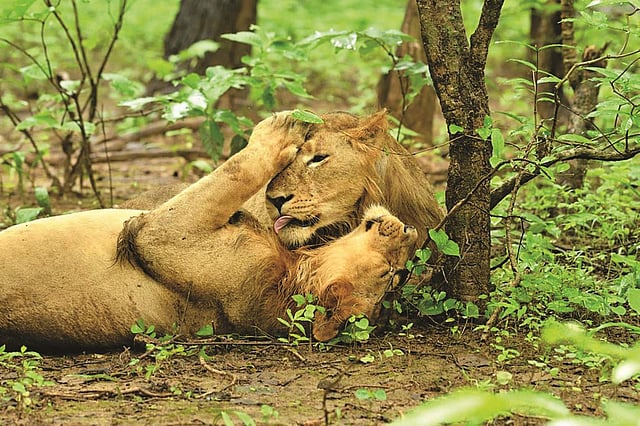 <em>Saving the Asiatic Lion on The Lion Kingdom, Animal Planet</em>