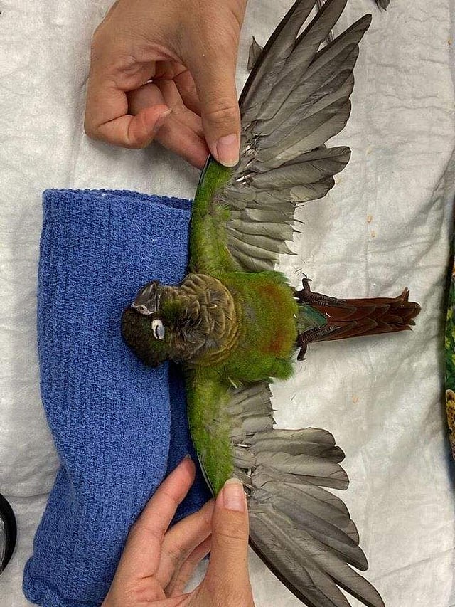 <em>Aussie vet gives parrot new wings to fly (Photo: IANS)</em>