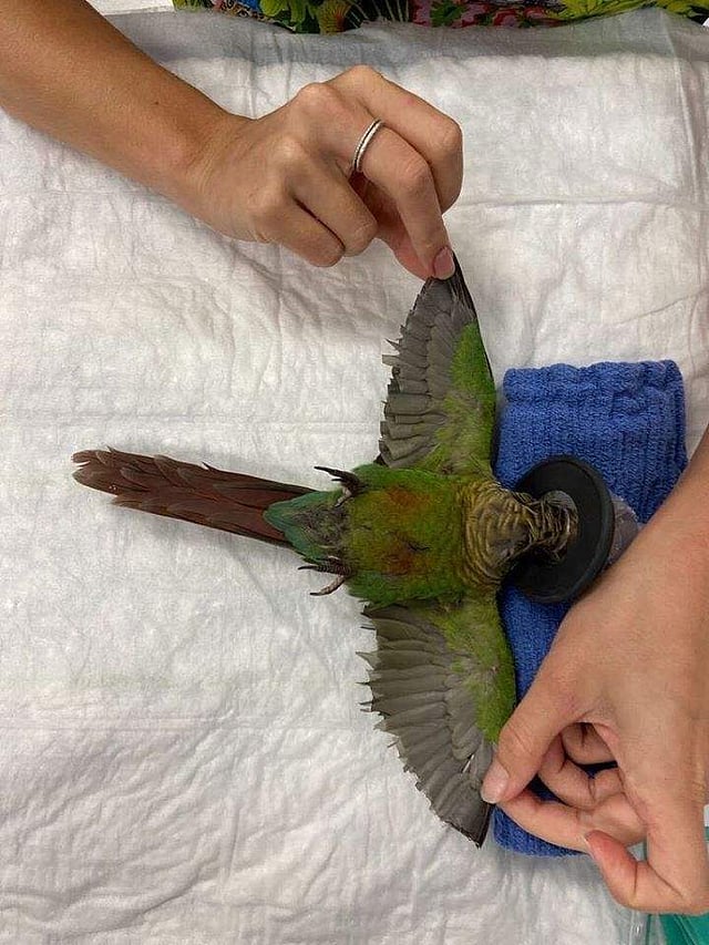 <em>Aussie vet gives parrot new wings to fly (Photo: IANS)</em>