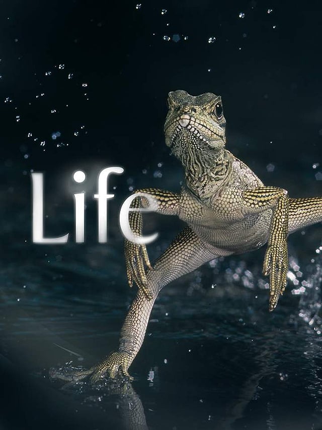 Still from <em>Life</em> 
