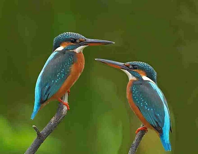 Kingfishers