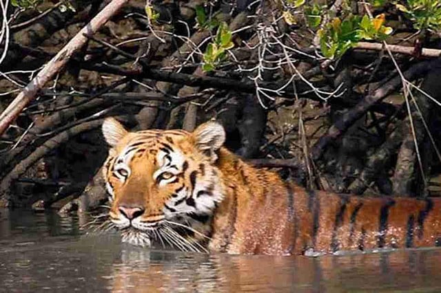 Royal Bengal Tiger