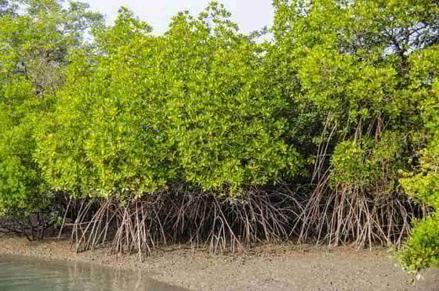 Sundari mangroves