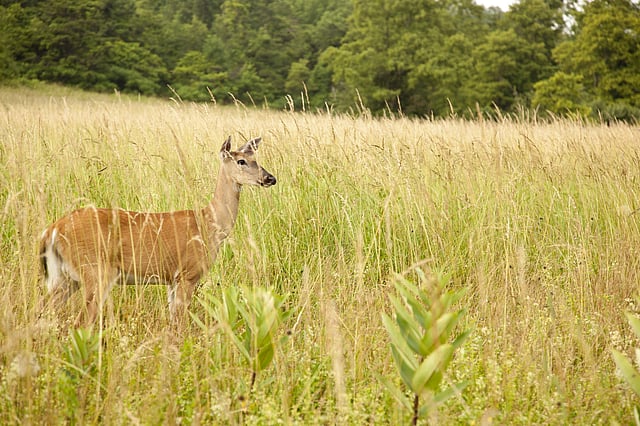 <strong>Wildlife in Shenandoah National Park</strong>