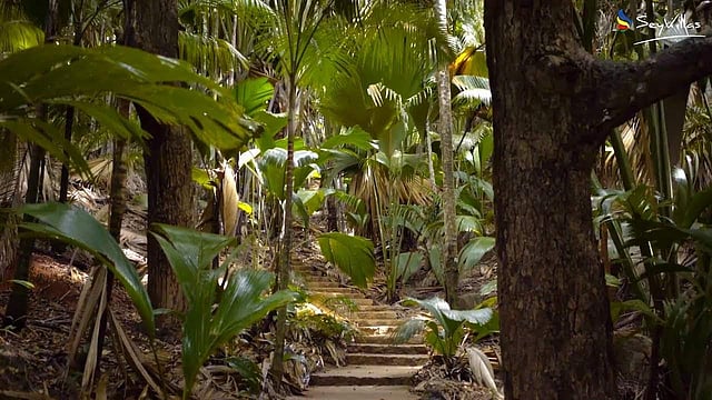 <strong>Vallée de Mai</strong>