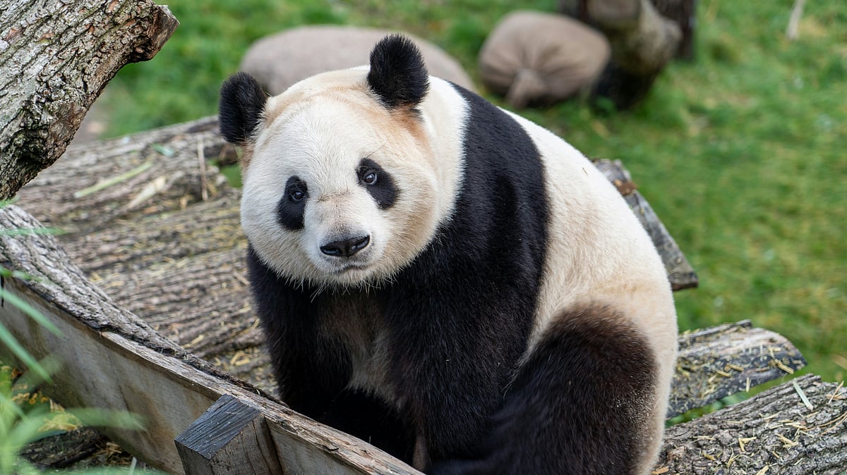 Social and the Hong Kong Tourism Board collaborate for Panda-Monium