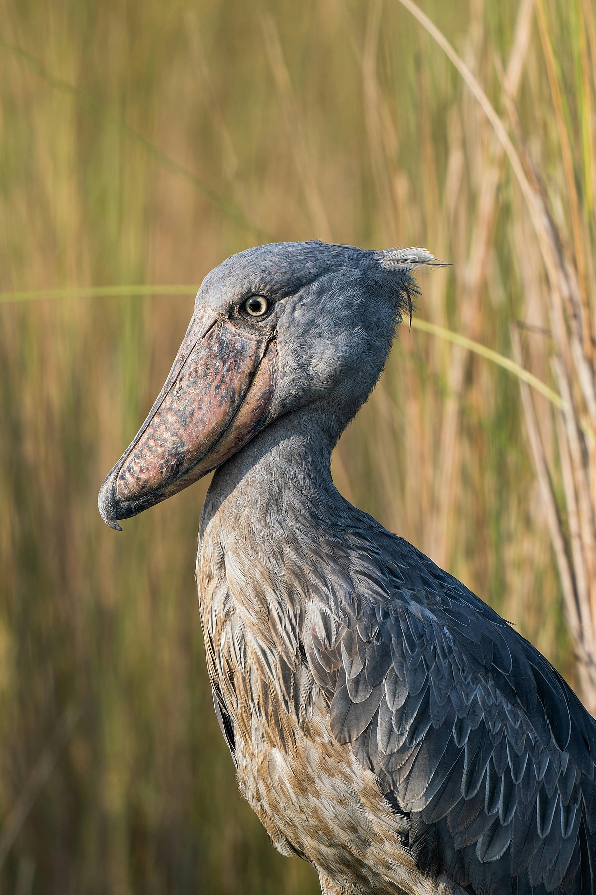 その他 shoebill 5 amazing facts about the shoebill