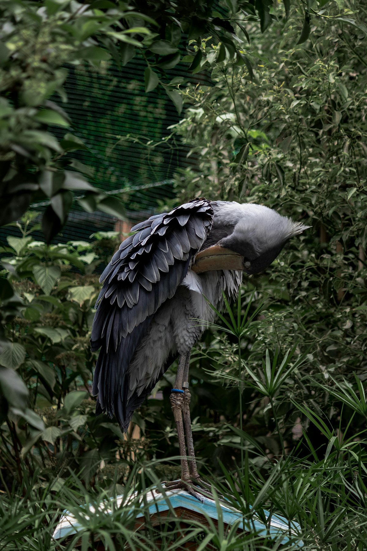 5 amazing facts about the shoebill