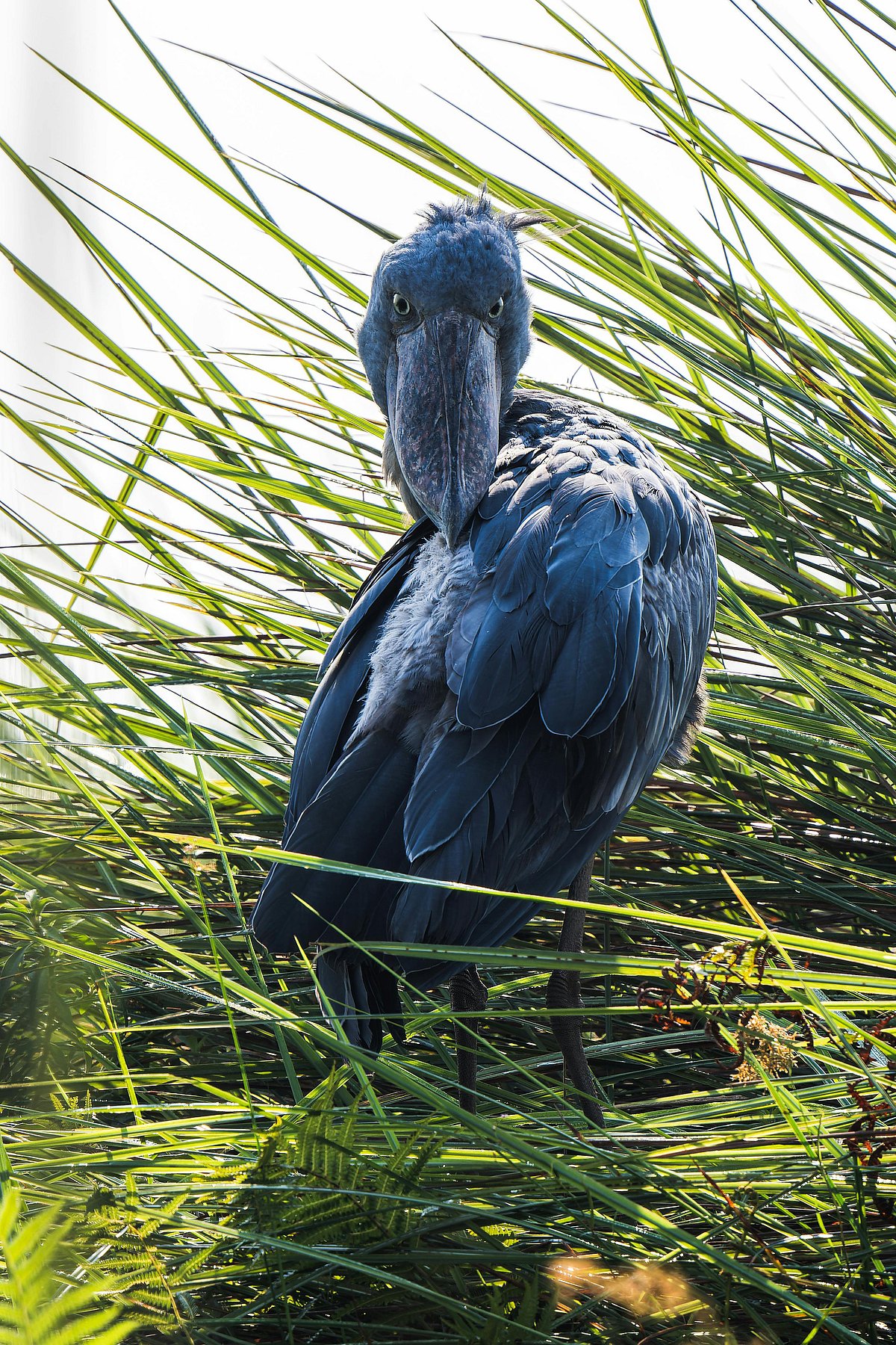 5 amazing facts about the shoebill
