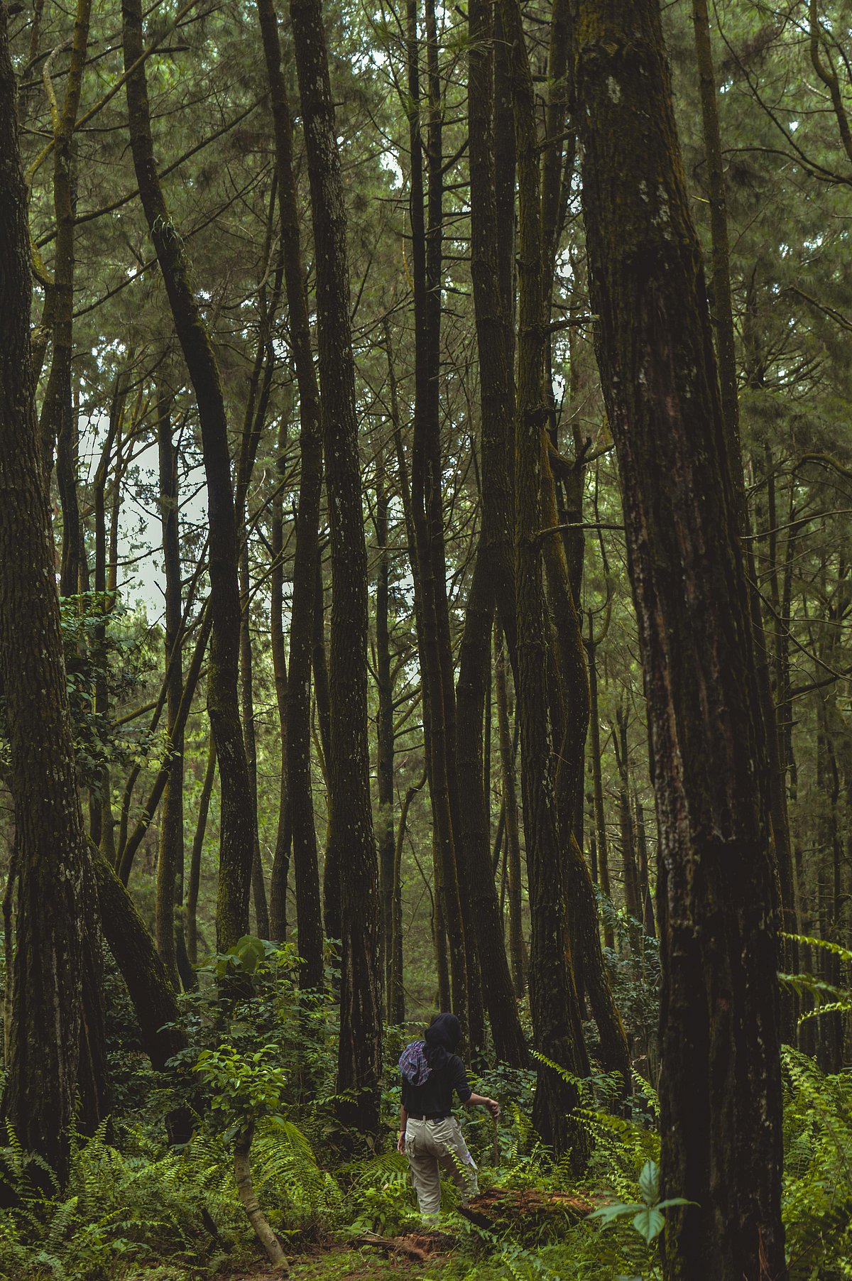5 things that nature therapy entails