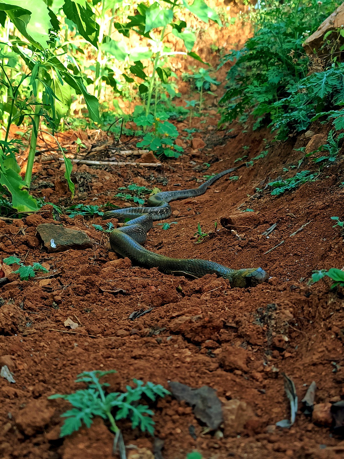 Out in the rain, beware of these 6 snakes